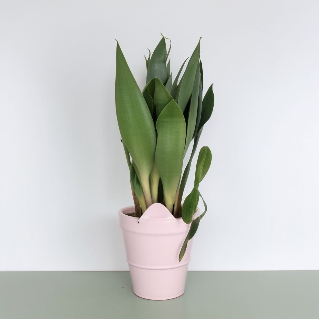 Sansevieria Moonshine M w doniczce