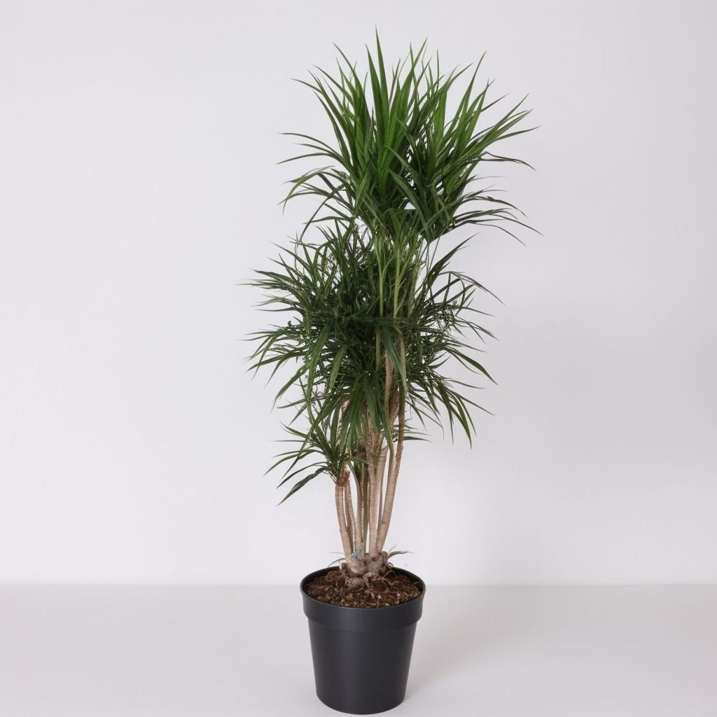 Dracaena Marginata Vertakt w doniczce