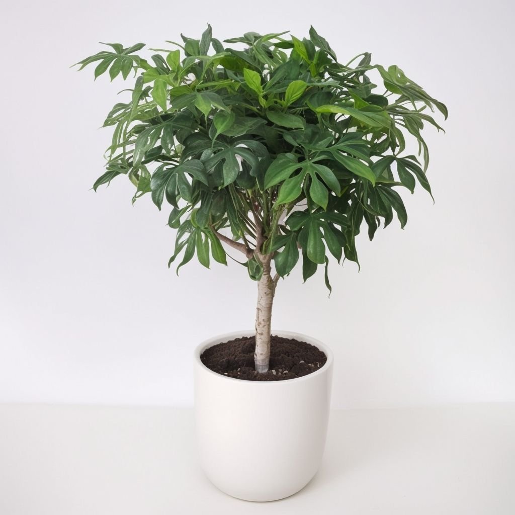 Szeflera na łodydze w doniczce