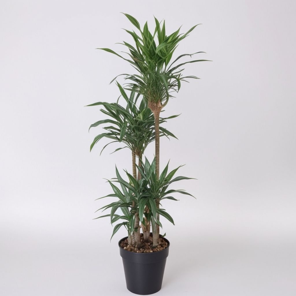 Dracena Warneckei w doniczce
