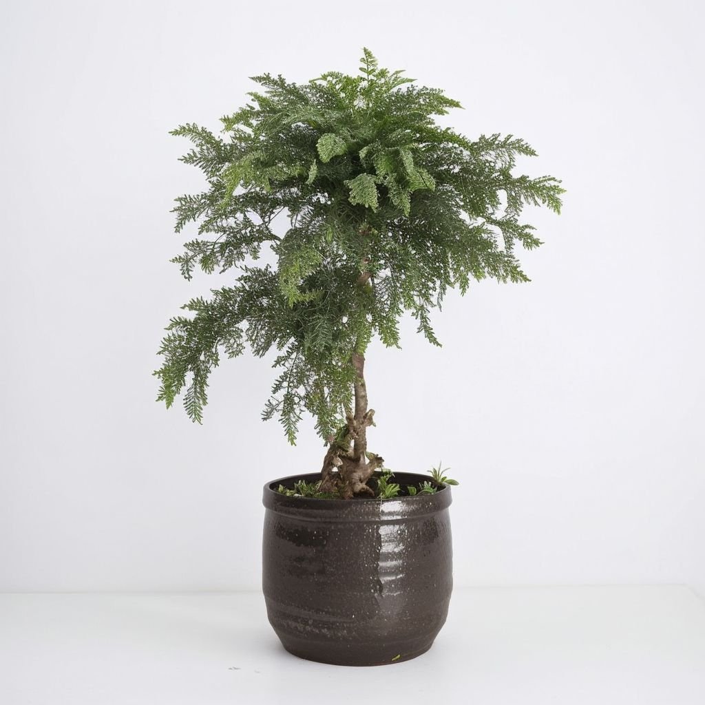 Araucaria w doniczce