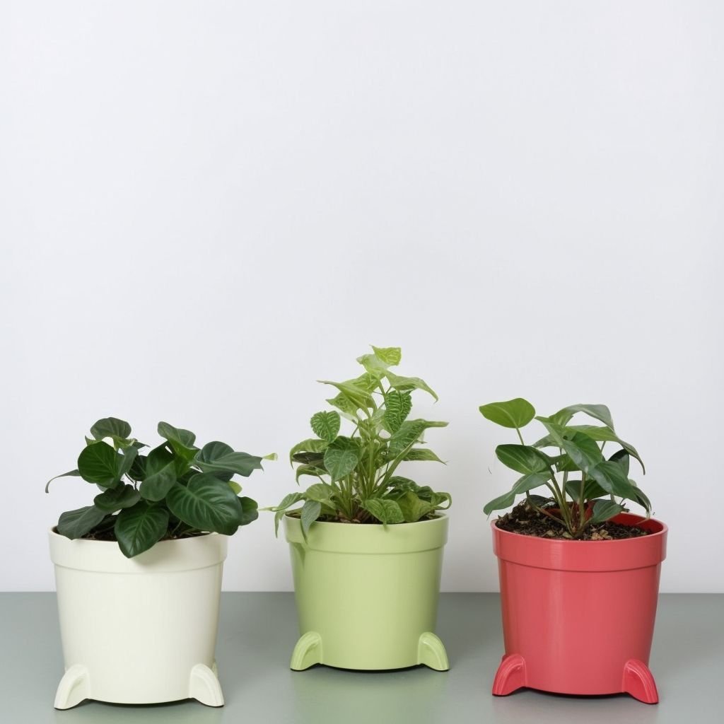 Miniaturowy wrzos w doniczce