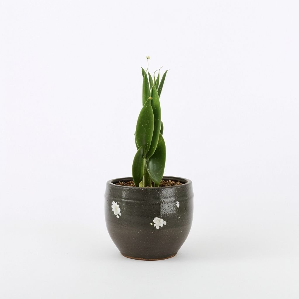 Sansevieria w doniczce
