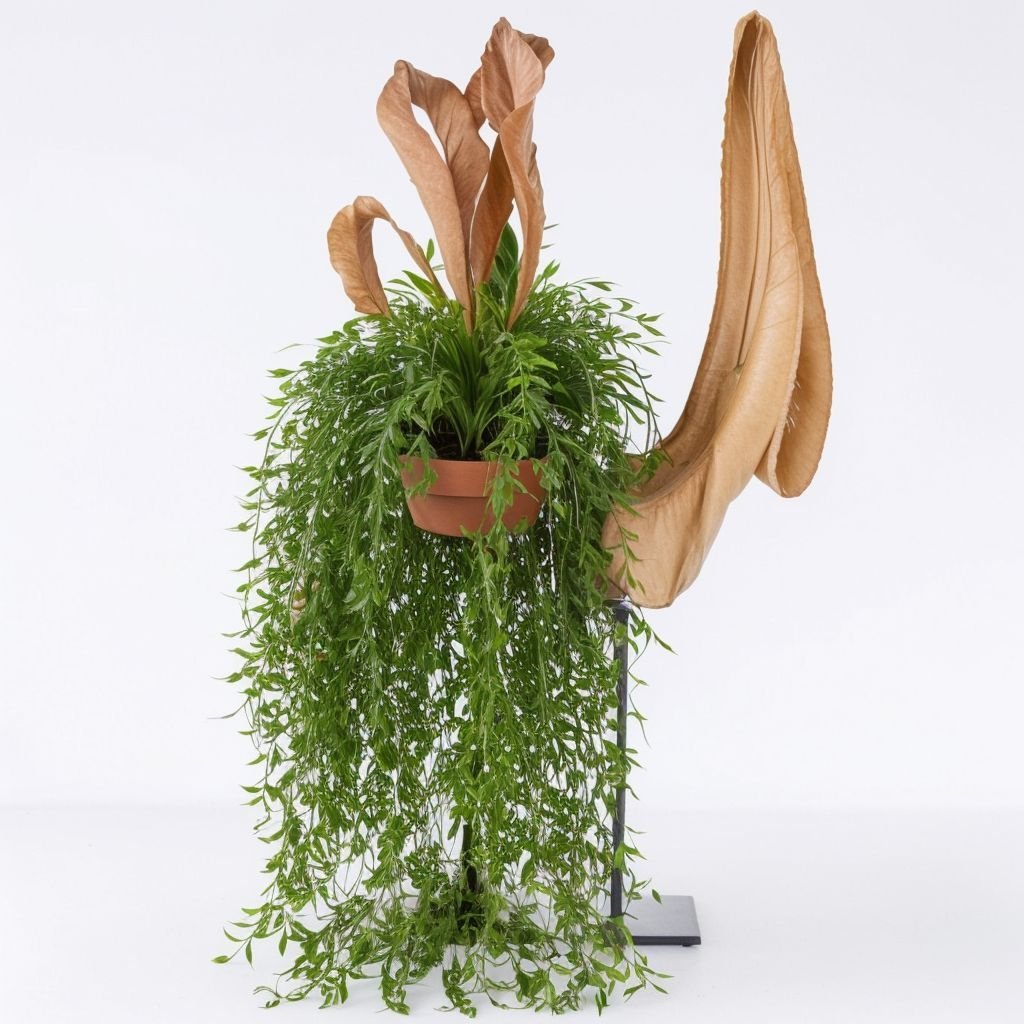 Rhipsalis (Rhipsalis Baccifera) w doniczce