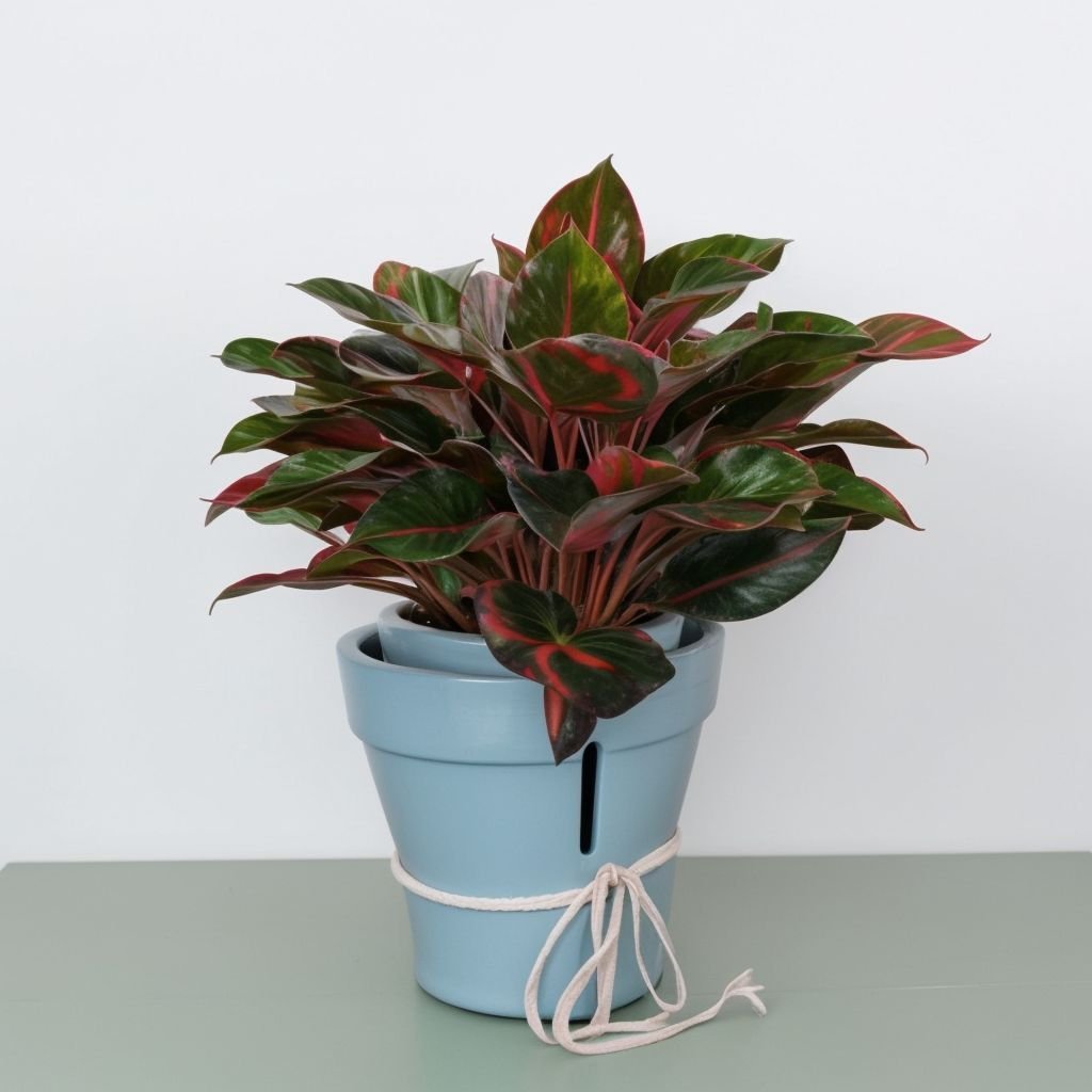 Aglaonema Jungle Red w doniczce