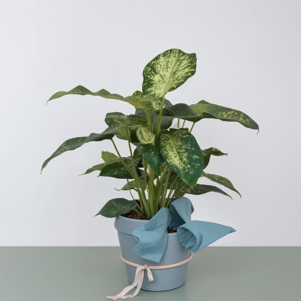 Difenbachia w pudełku prezentowym