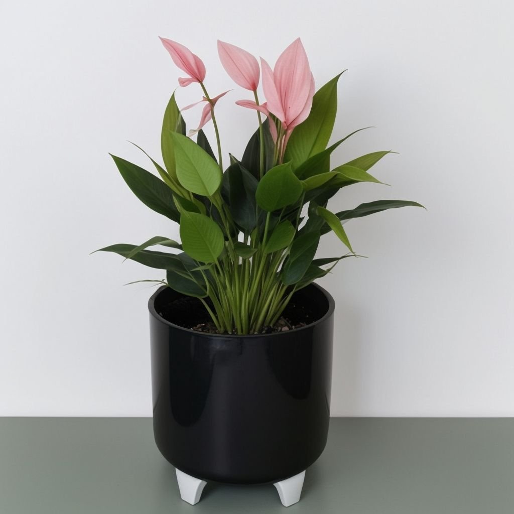 Anthurium Lilli w doniczce