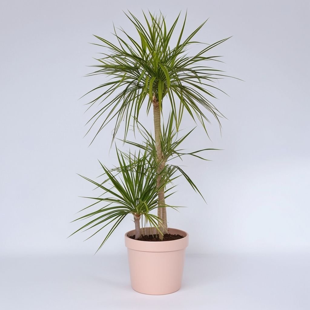 Dracena Marginata w doniczce