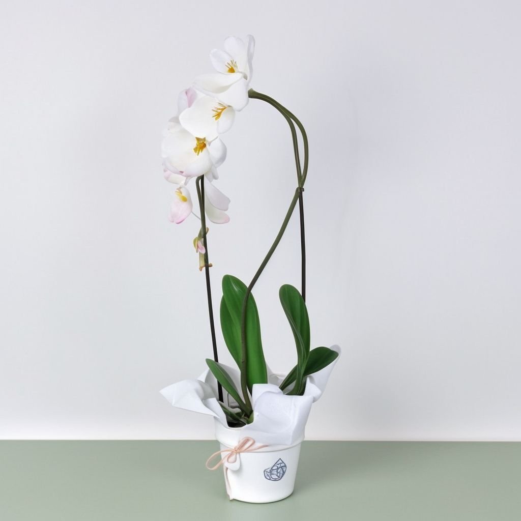 Storczyk Phalaenopsis arch w doniczce