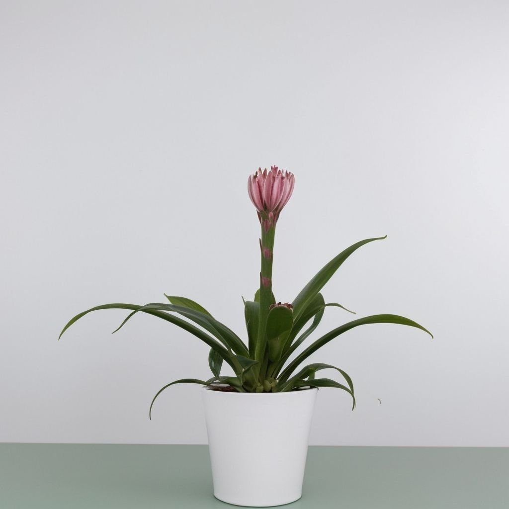 Cukierki Guzmania w doniczce