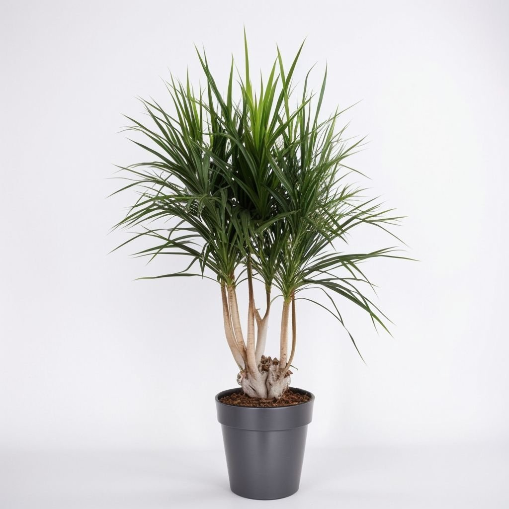 Dracaena Marginata Vertakt w doniczce