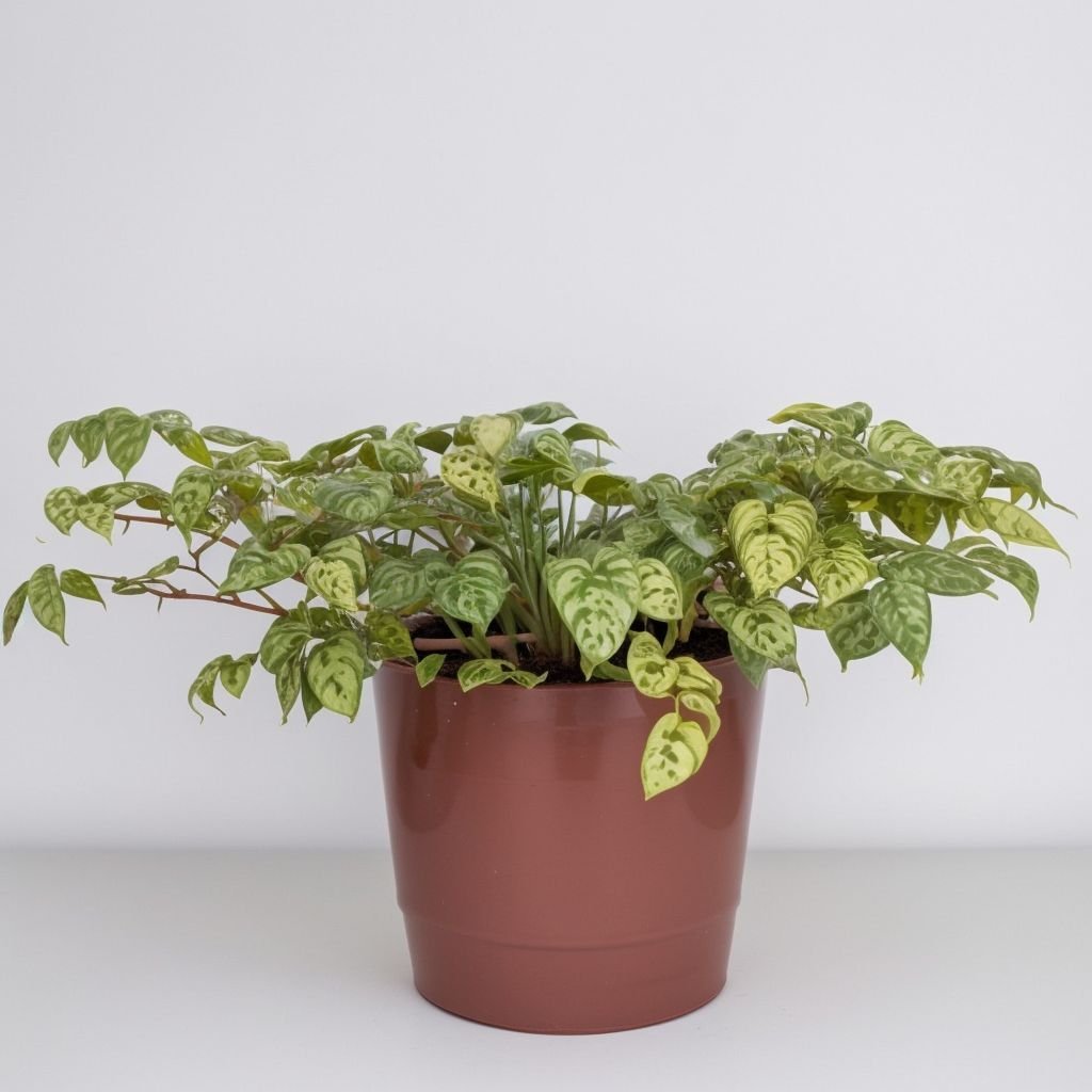 Pstrokata bugenwilla w doniczce