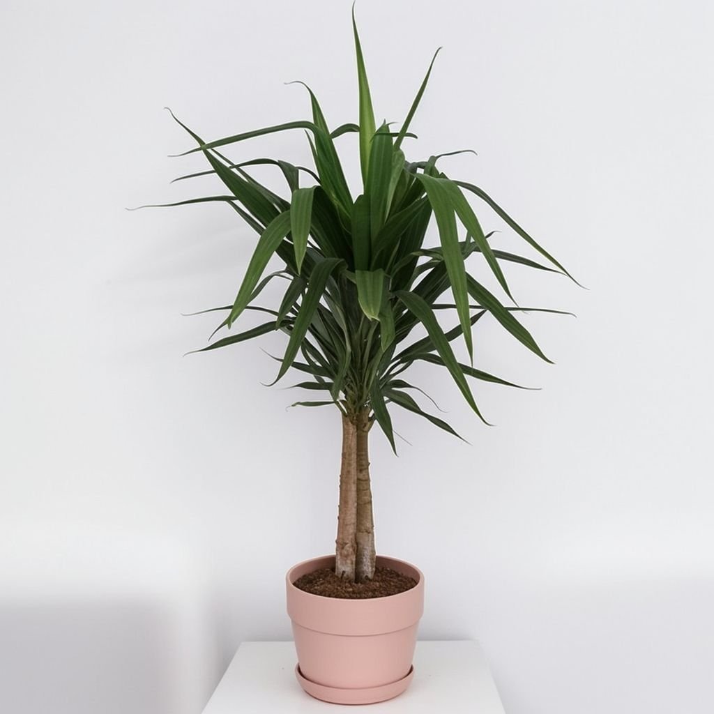 Jukka (Yucca Elephantipes) w doniczce