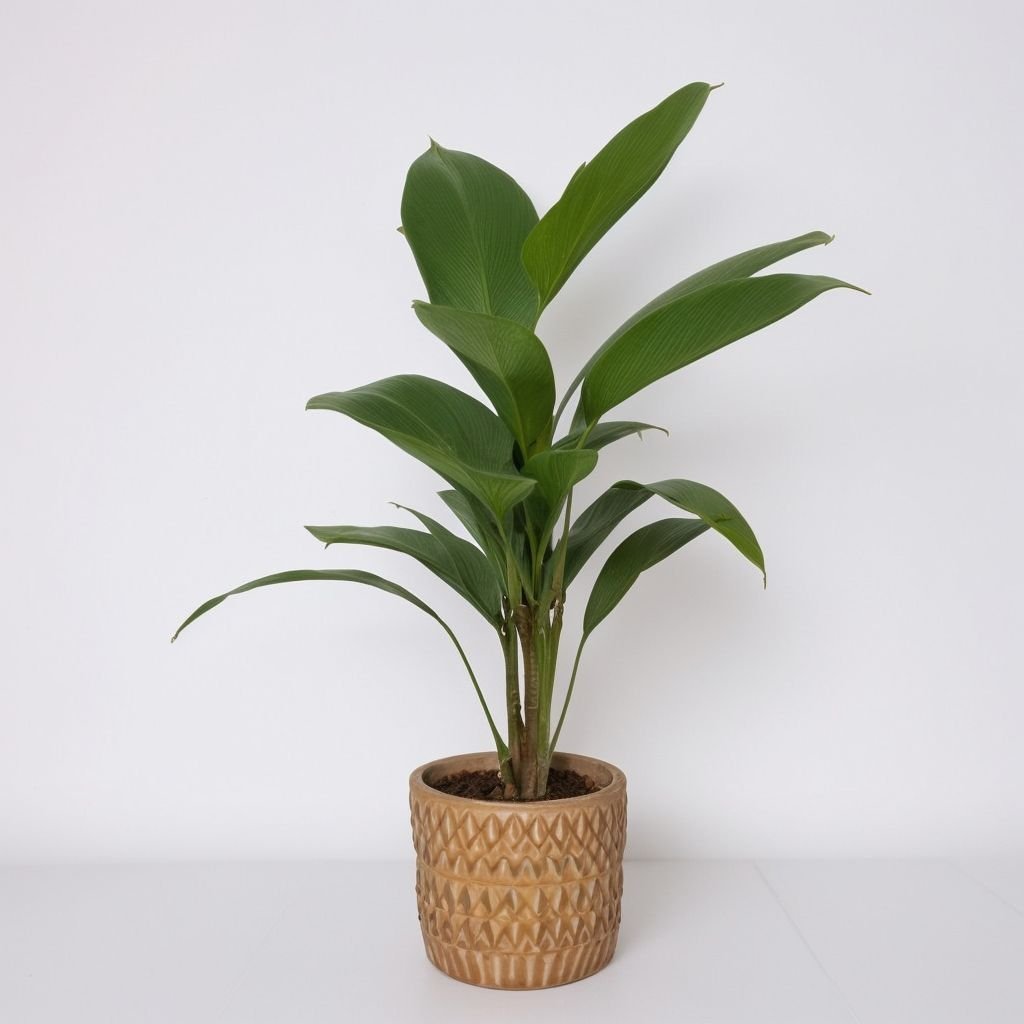 Palma Licuala w doniczce