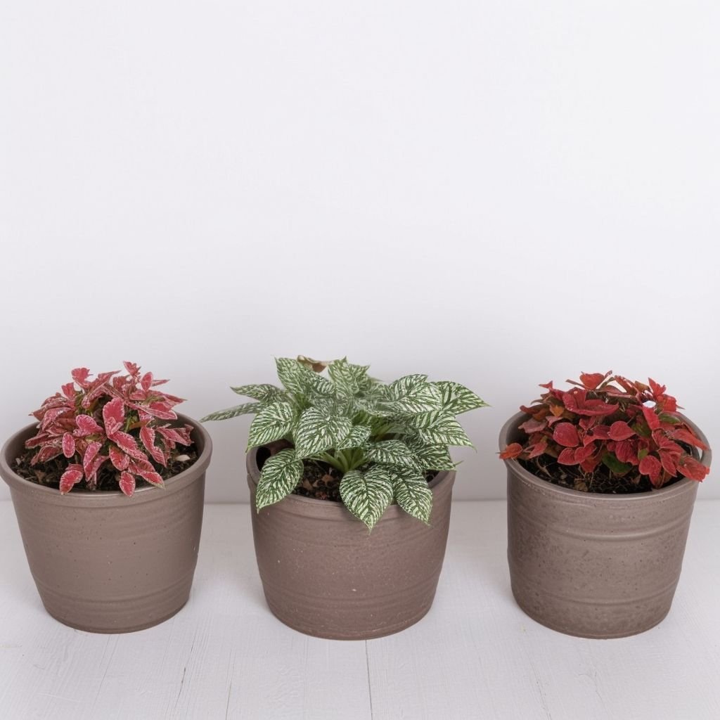 Mieszanka Fittonii w doniczce - obrazek 2