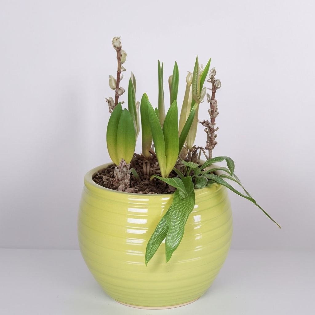 Kwiaty sezonowe w doniczkach