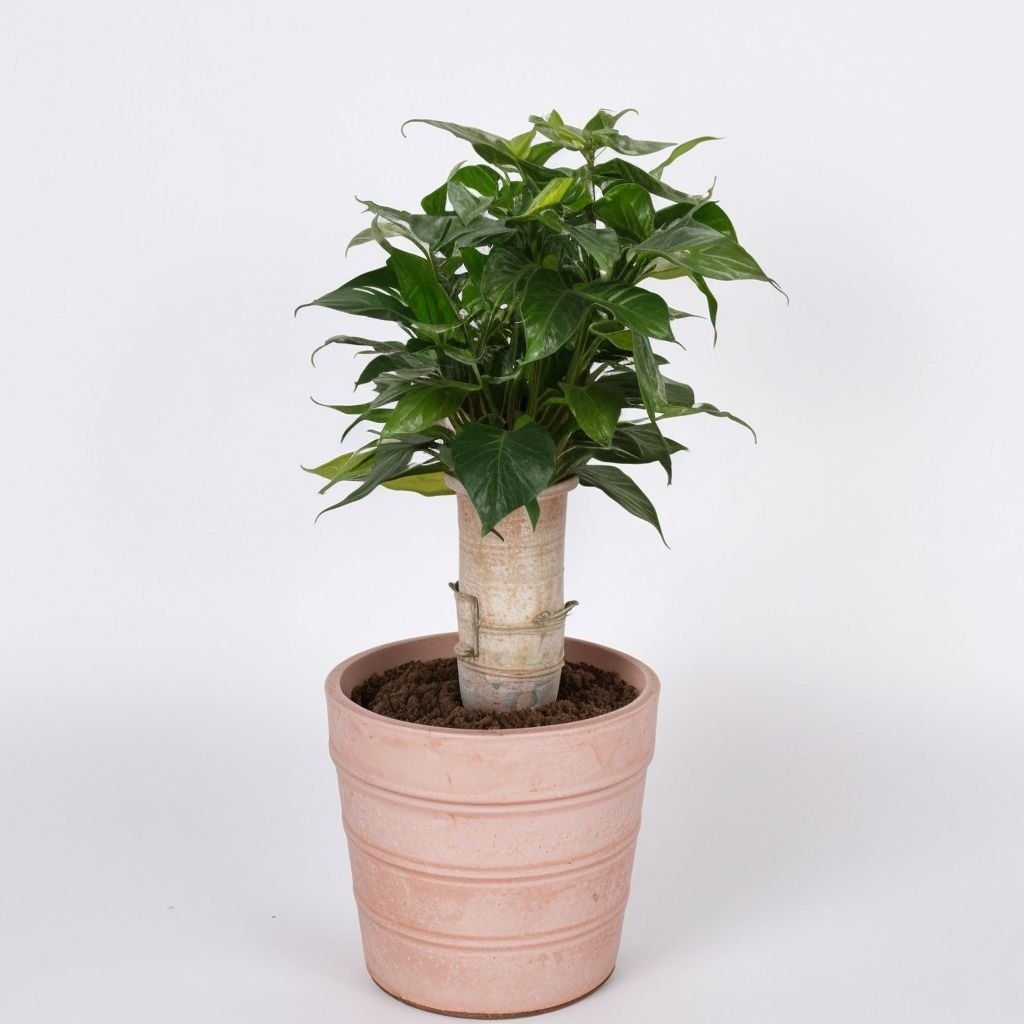 Figowiec (Ficus Benja. 'natasja') w doniczce