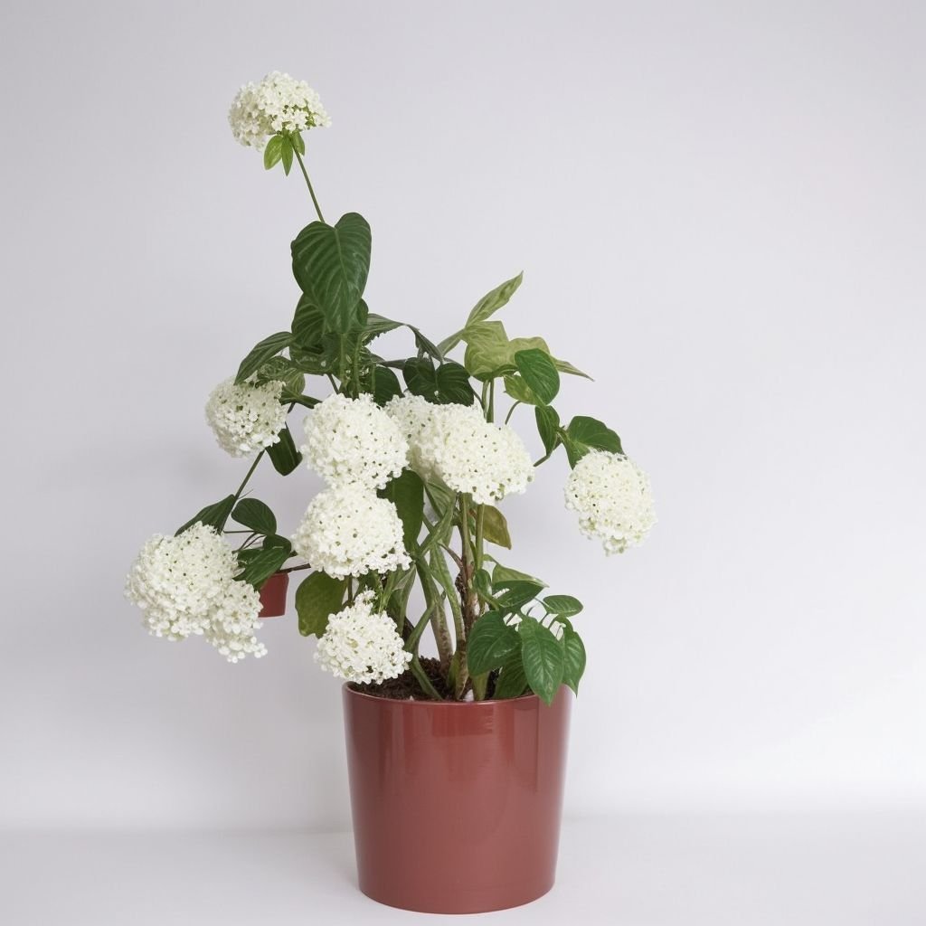 Mieszanka hortensji w doniczce - obrazek 2