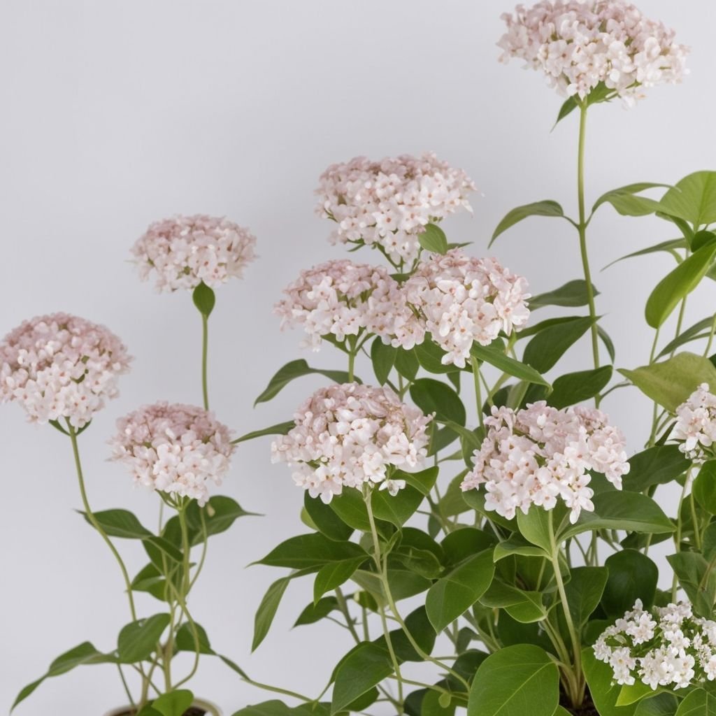 Mieszanka hortensji w doniczce - obrazek 4