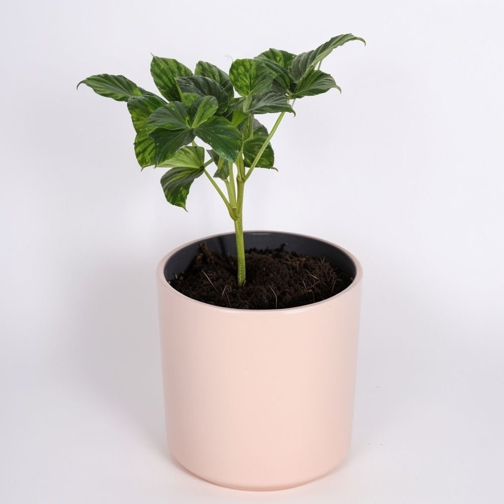 Sadzonka kasztanowca różowego Briotti w doniczce